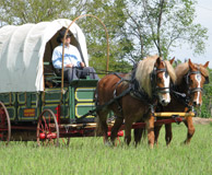horses pulling wagon in southbend
