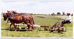 Two horses pulling plow and driver